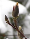 magnolija pup1